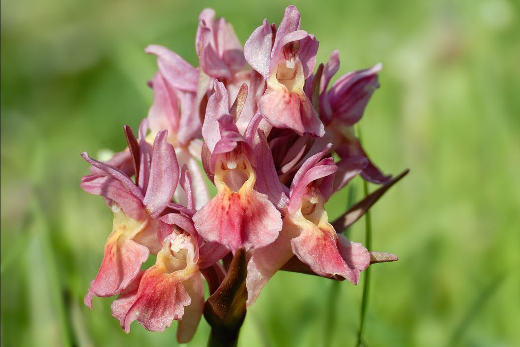 Closeup af rosa-orange udgave af Hylde-Gøgeurt
