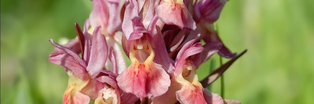 Closeup af rosa-orange udgave af Hylde-Gøgeurt