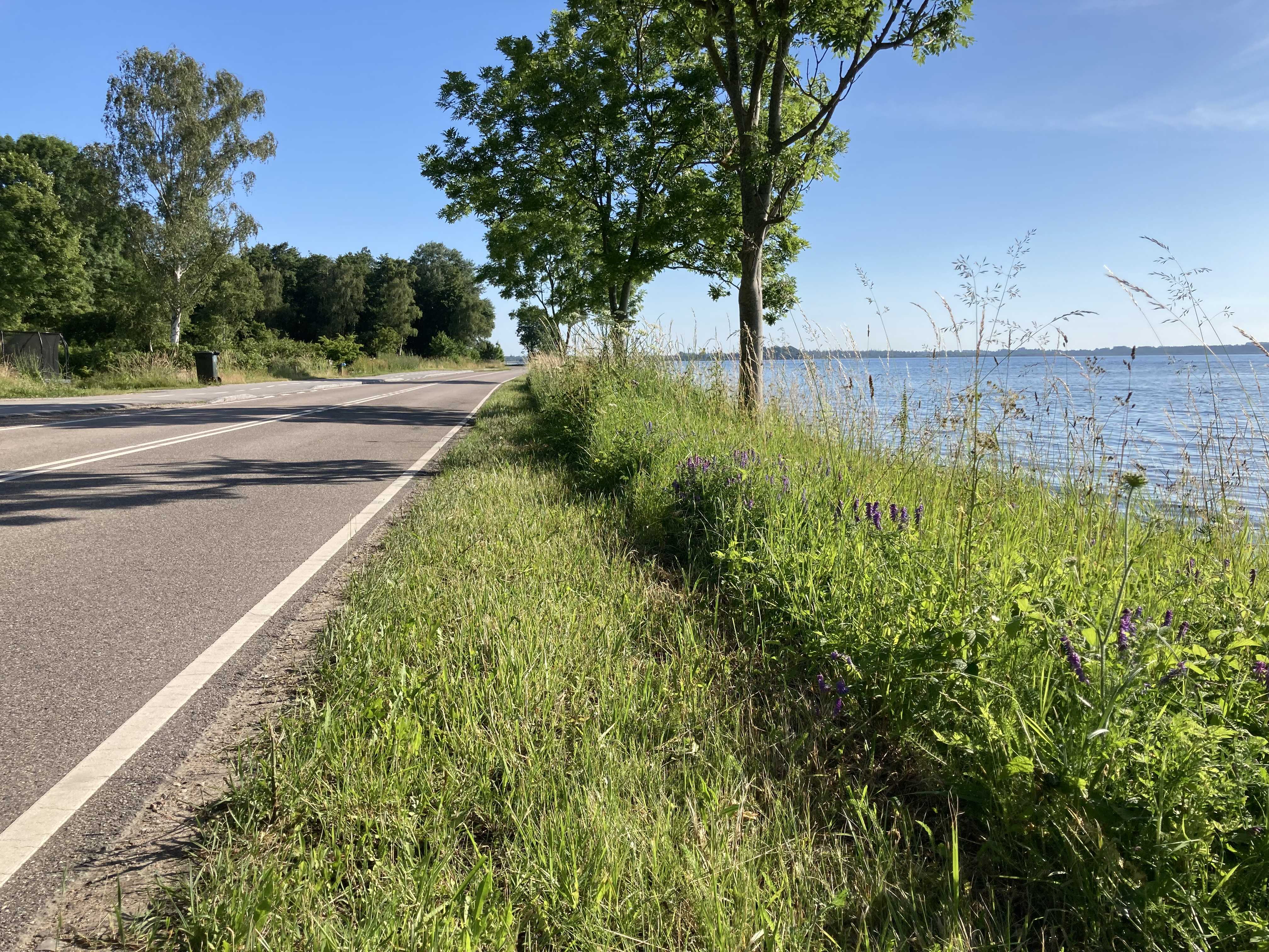 Rabatgræs i landzone langs Egebjergvej ved vandet - halvdelen fremstår nyklippet og den anden fremstår med vilde, lilla blomster