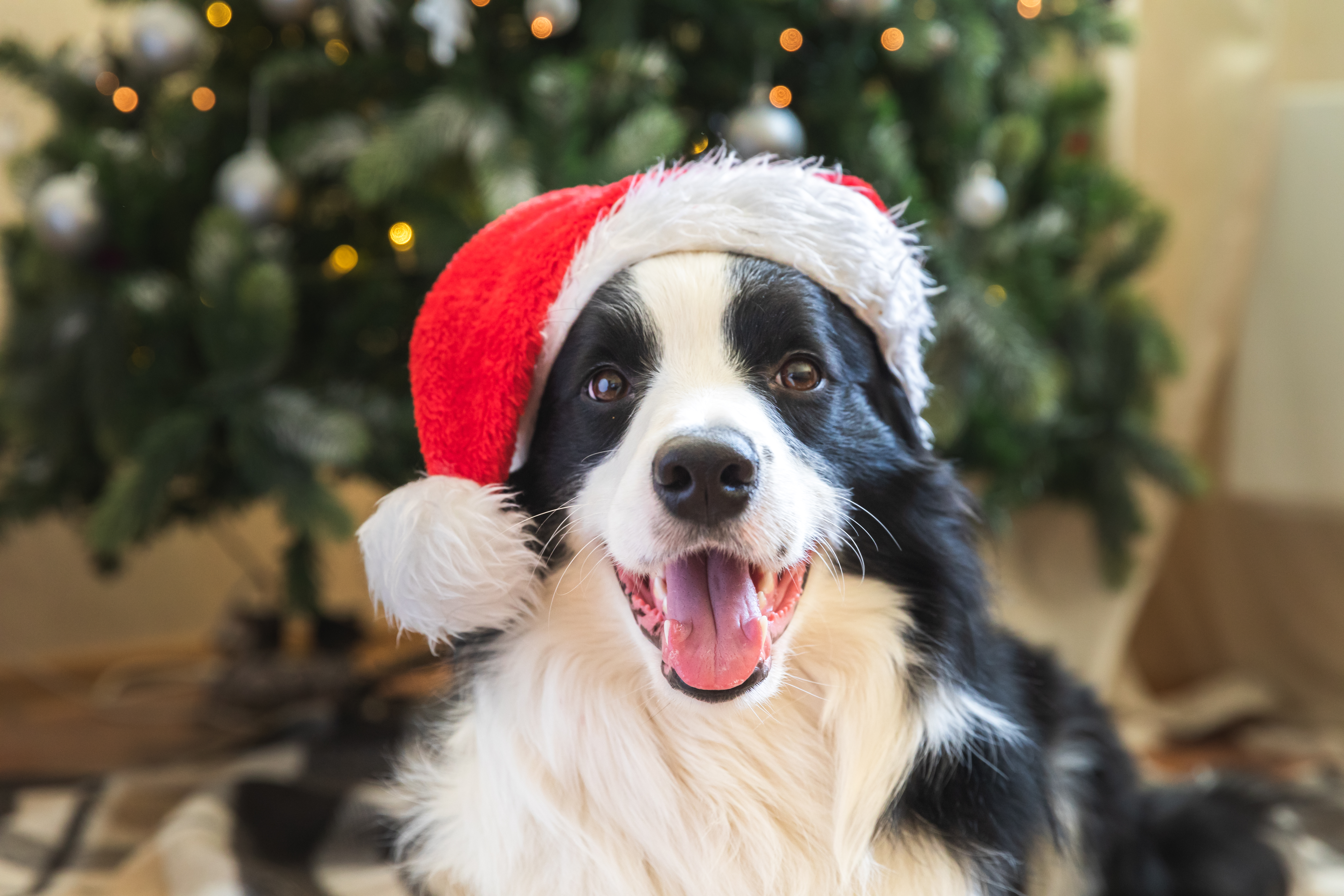 Hund med nissehue
