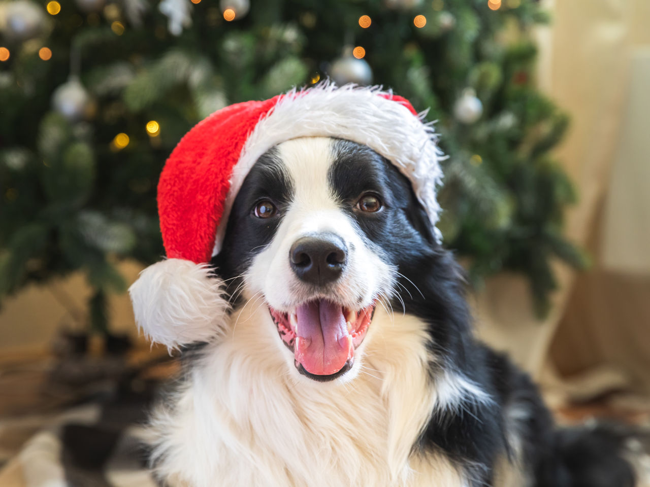 Hund med nissehue
