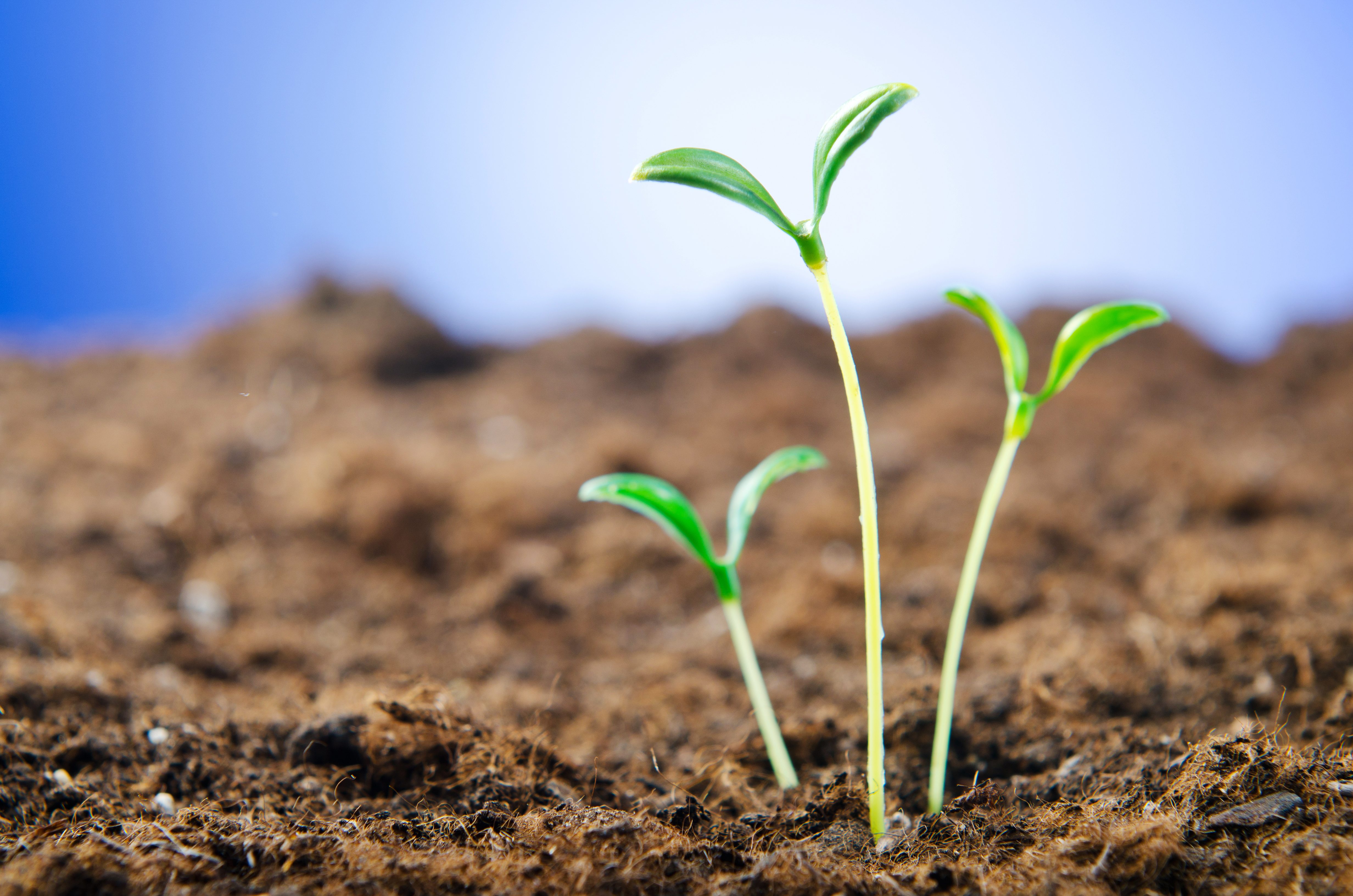 Billede af spirende skud