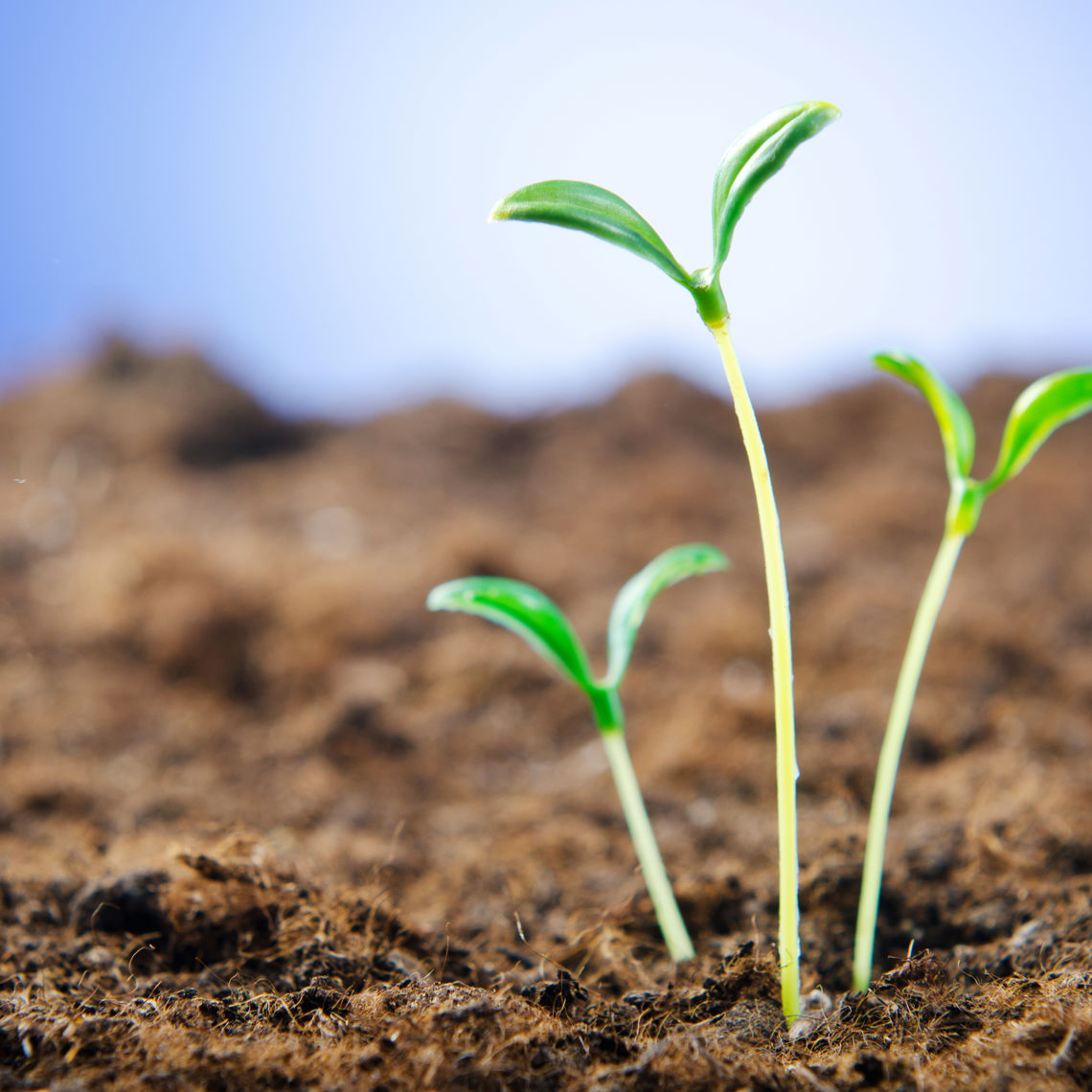 Billede af spirende skud