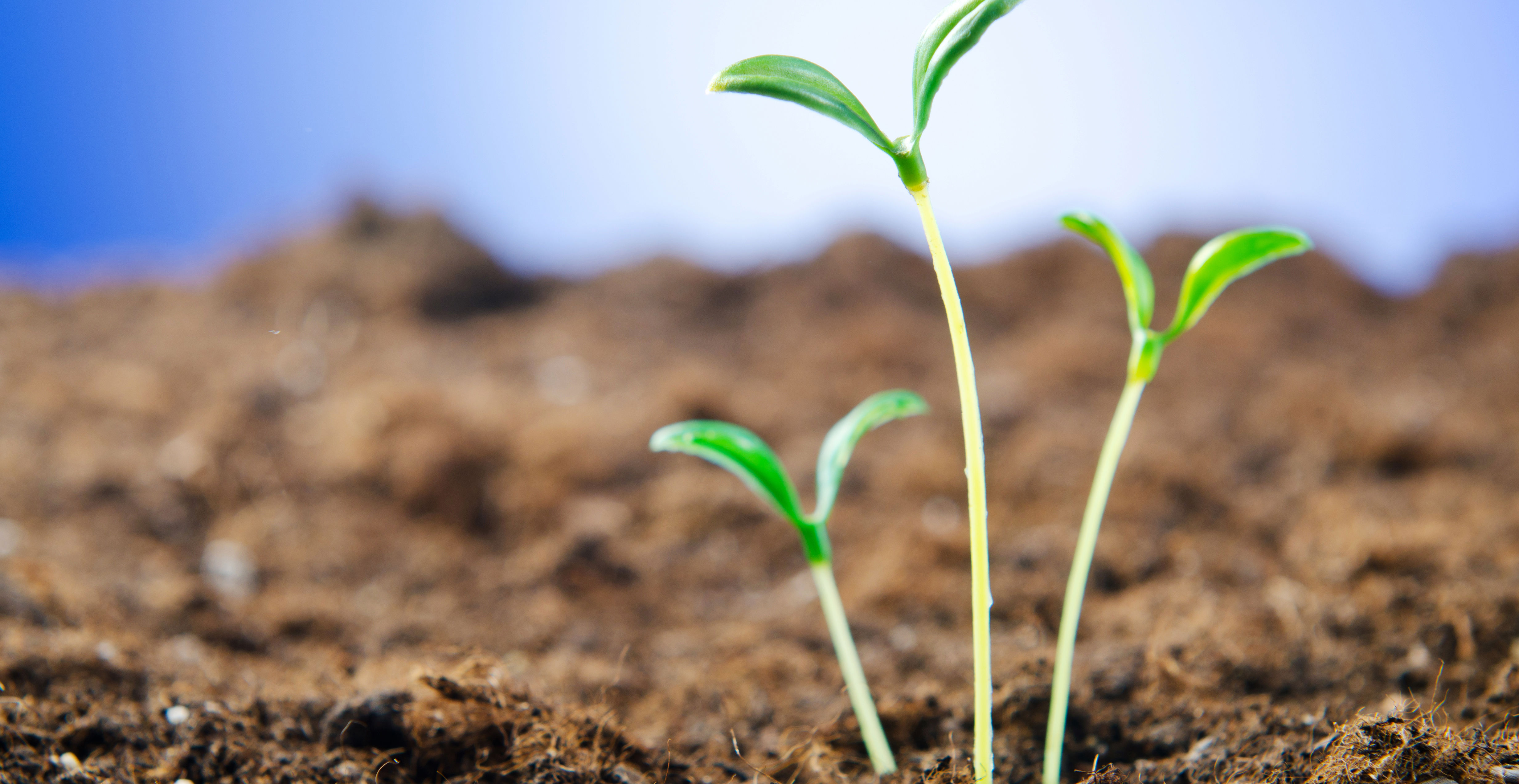 Billede af spirende skud