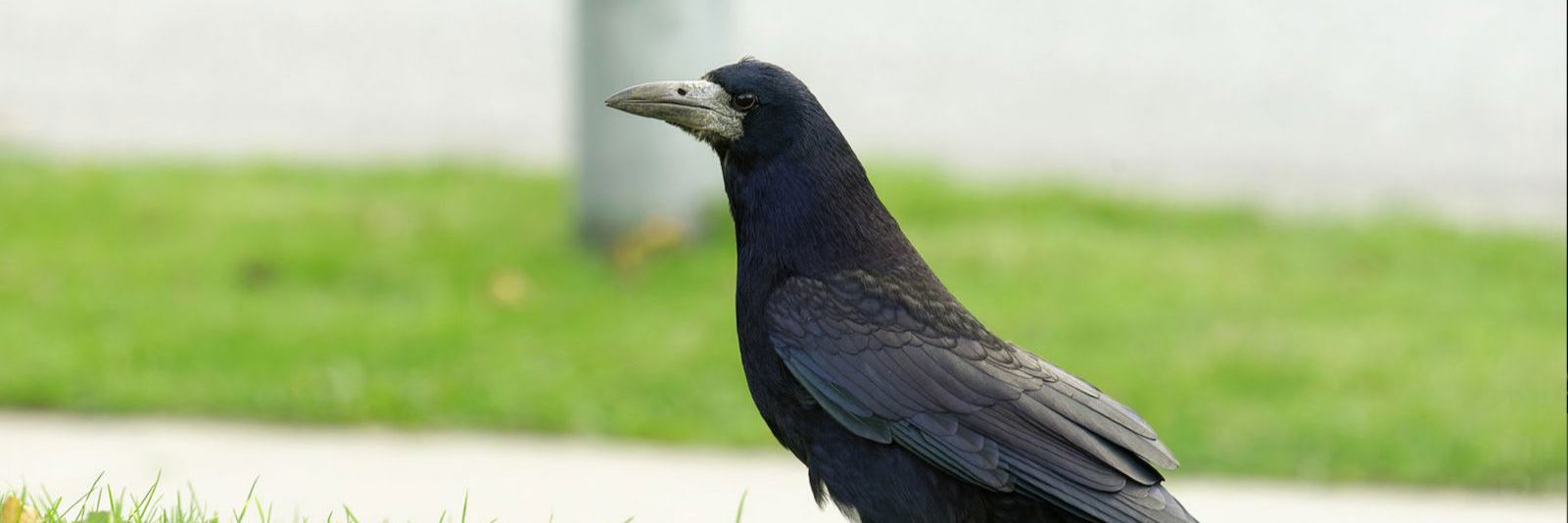 råge, sort fugl