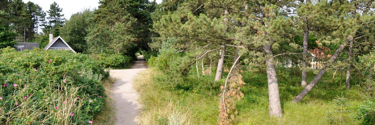 Sommerhusvej i Højby Lyng