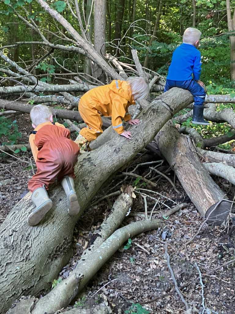 Børn der leger på væltede træer i skoven