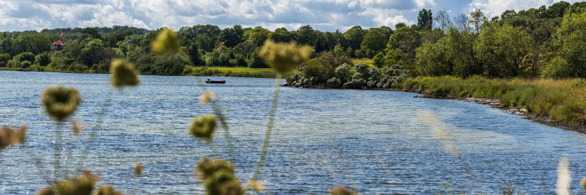 Isefjorden set igennem vild gulerodsplante. Bagerst kystlinje med græs og træer.