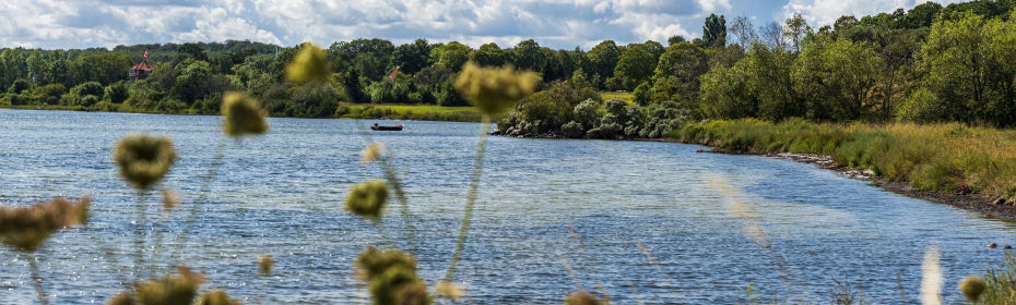 Isefjorden set igennem vild gulerodsplante. Bagerst kystlinje med græs og træer.