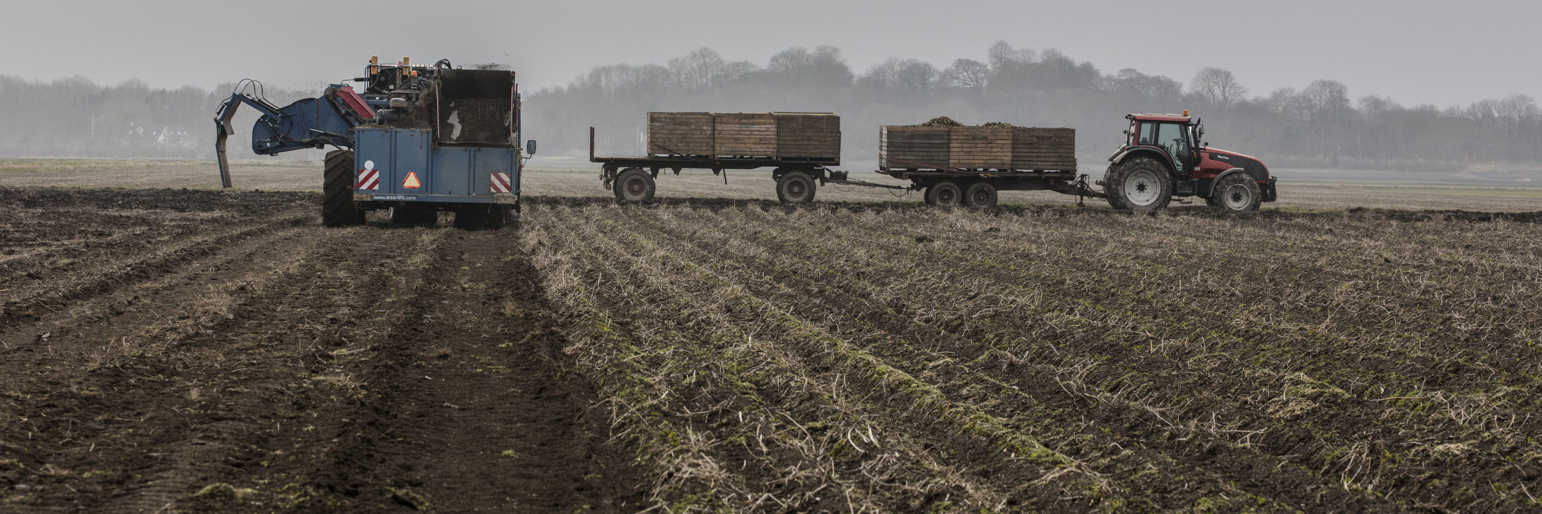 Traktor og kartoffelopsamler i gang med arbejdet på på en diset mark