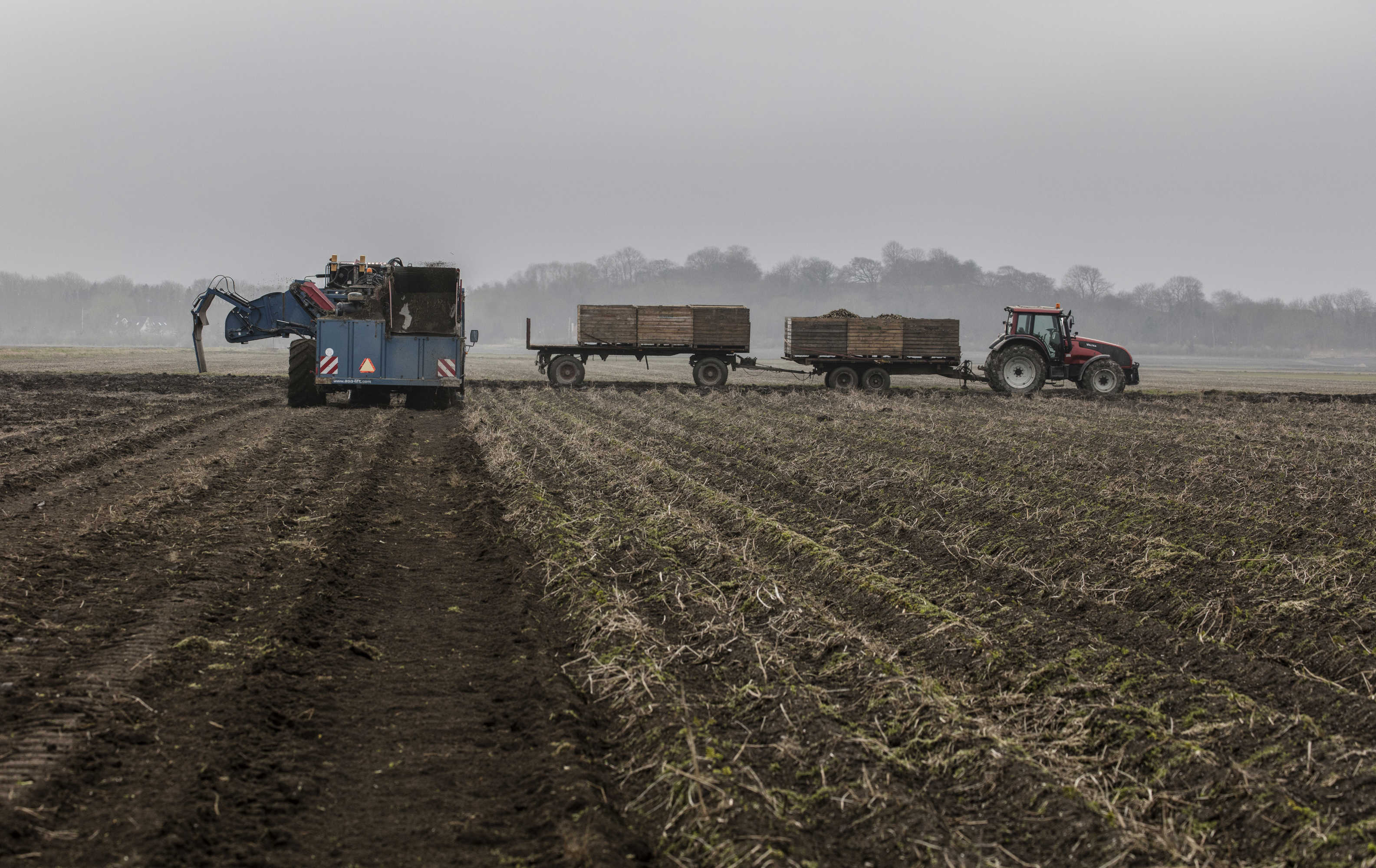 Traktor og kartoffelopsamler i gang med arbejdet på på en diset mark