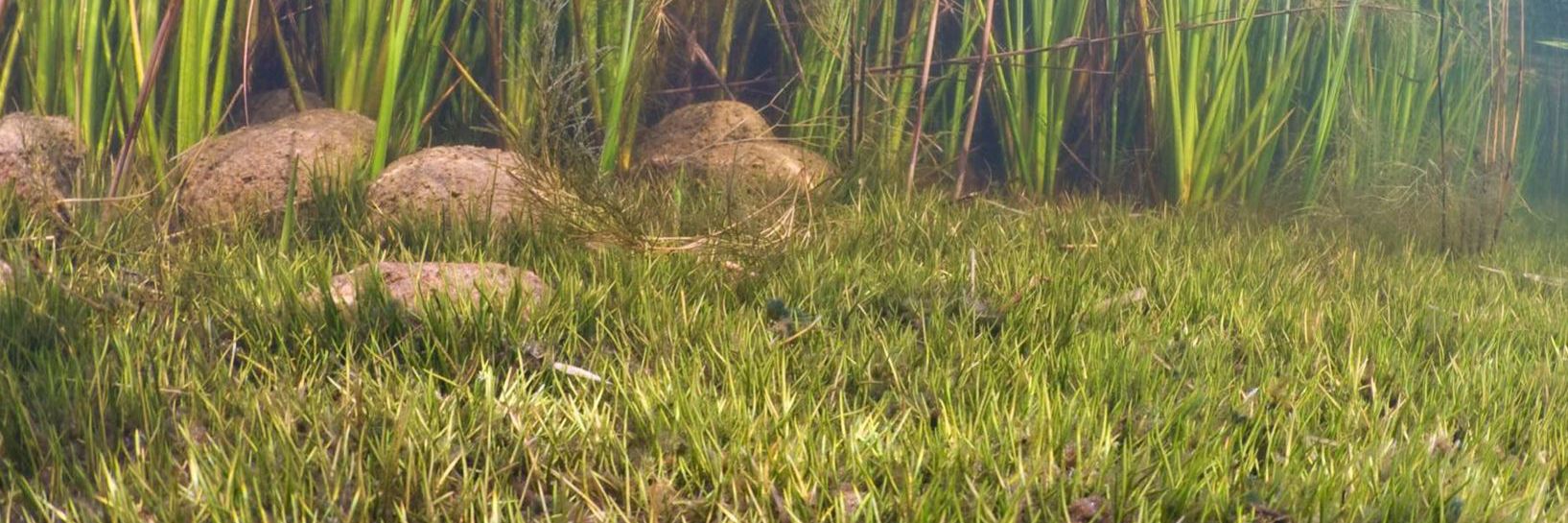Søbund med strandbo og sten