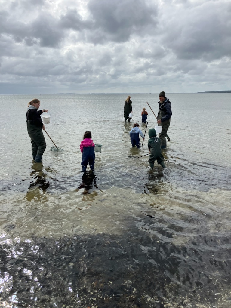 Børnehavebørn der fisker med net på lavt vand