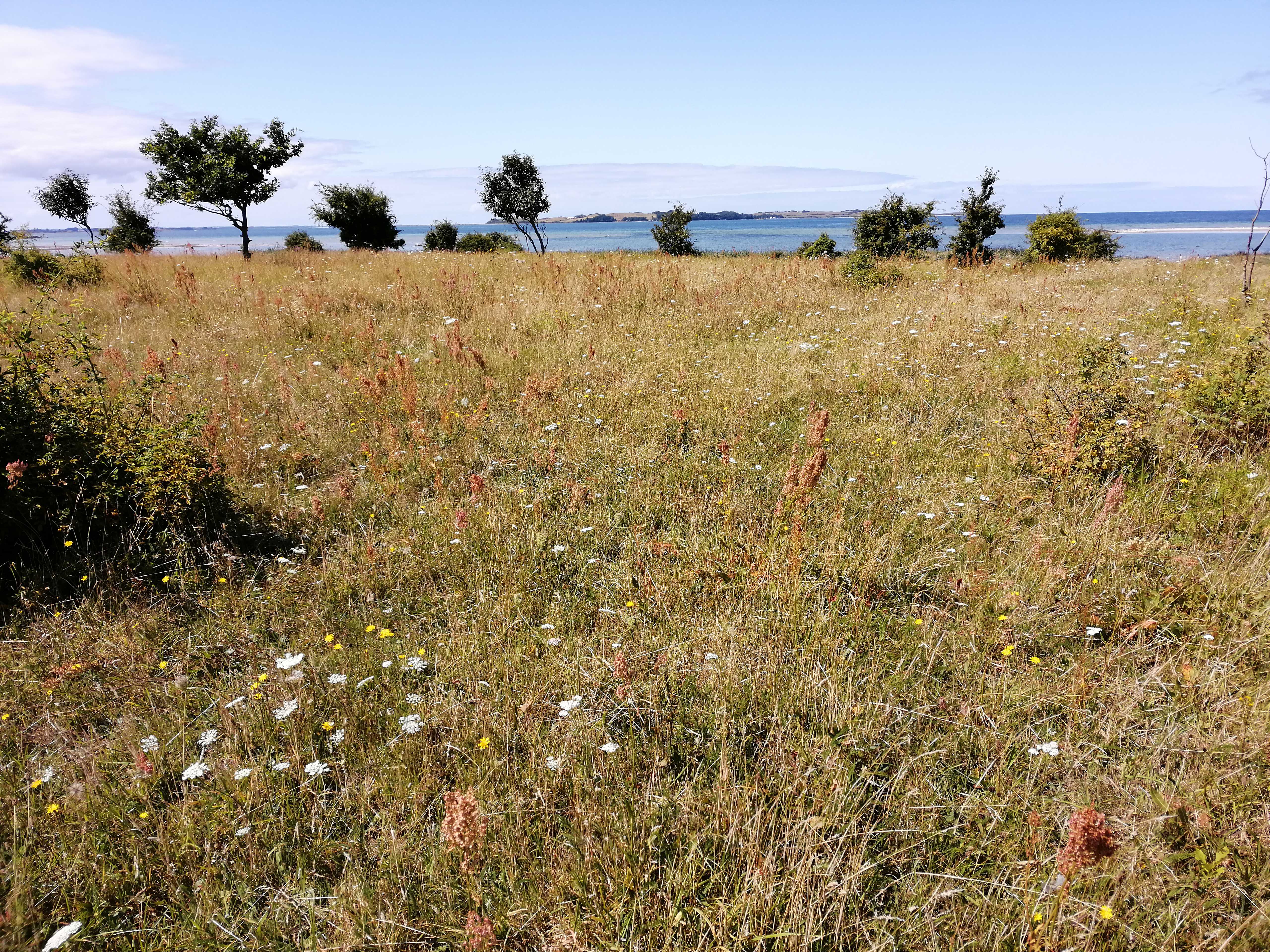 Overdrev med havudsigt