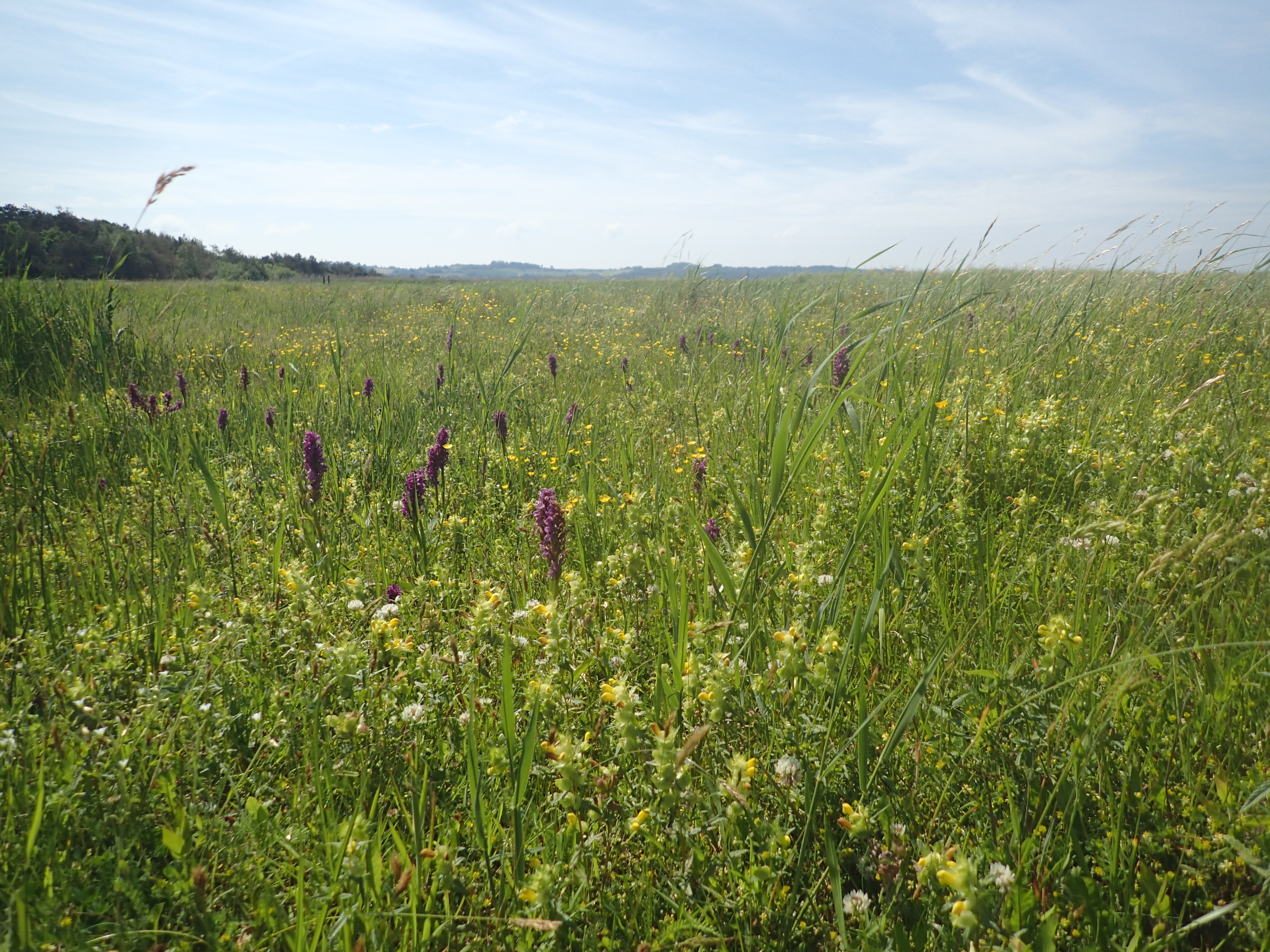Strandeng ved Vig Strandkoloni