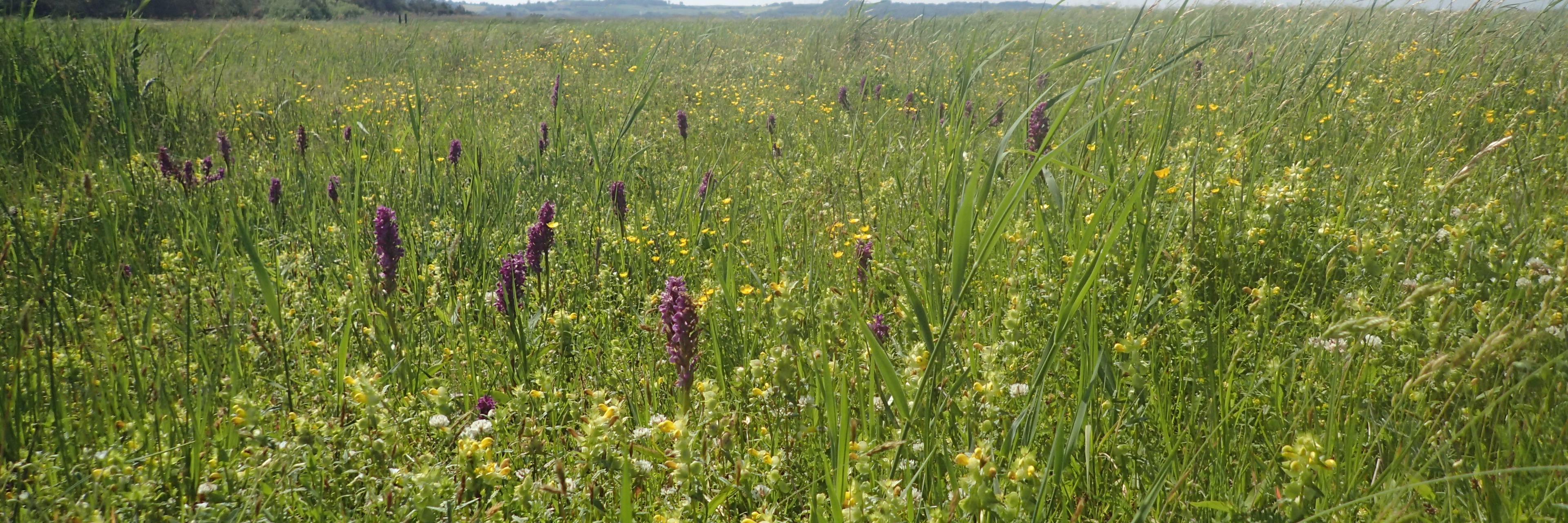 Strandeng ved Vig Strandkoloni