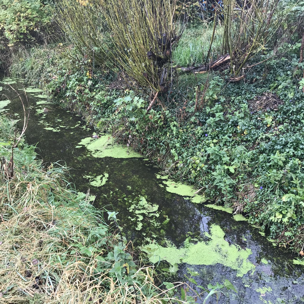 Et vandløb med lidt andemad på vandoverfladen