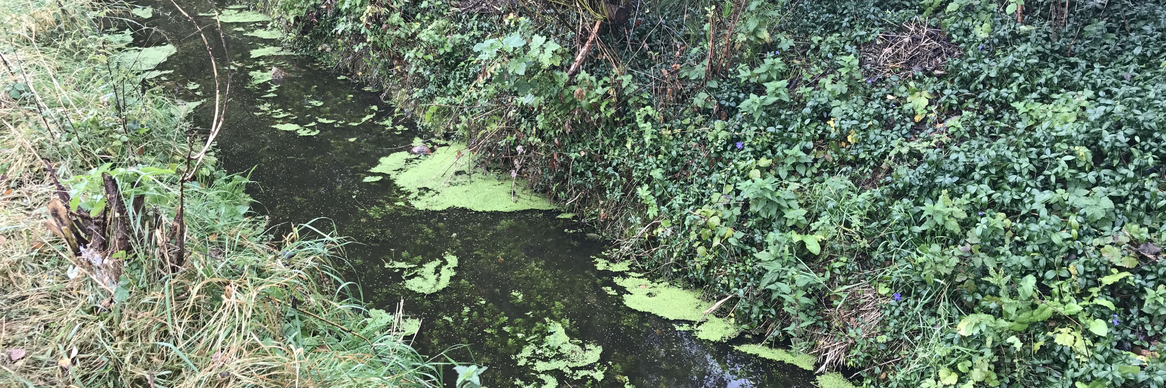 Et vandløb med lidt andemad på vandoverfladen