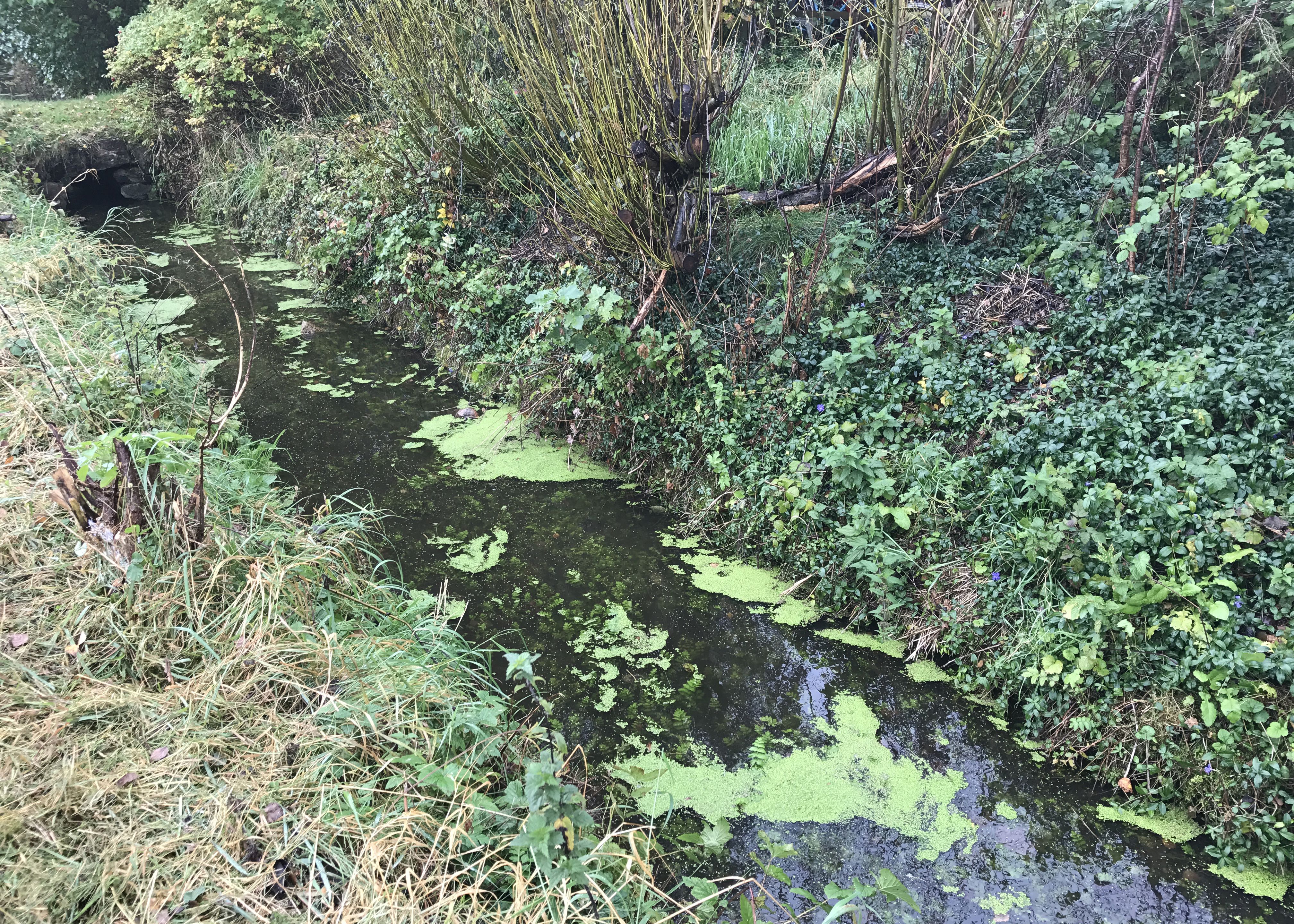 Et vandløb med lidt andemad på vandoverfladen