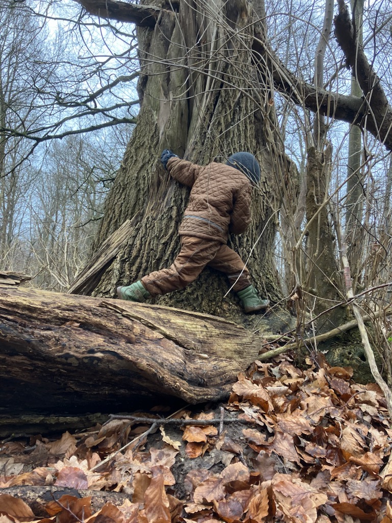 Barn der krammer et træ i skoven