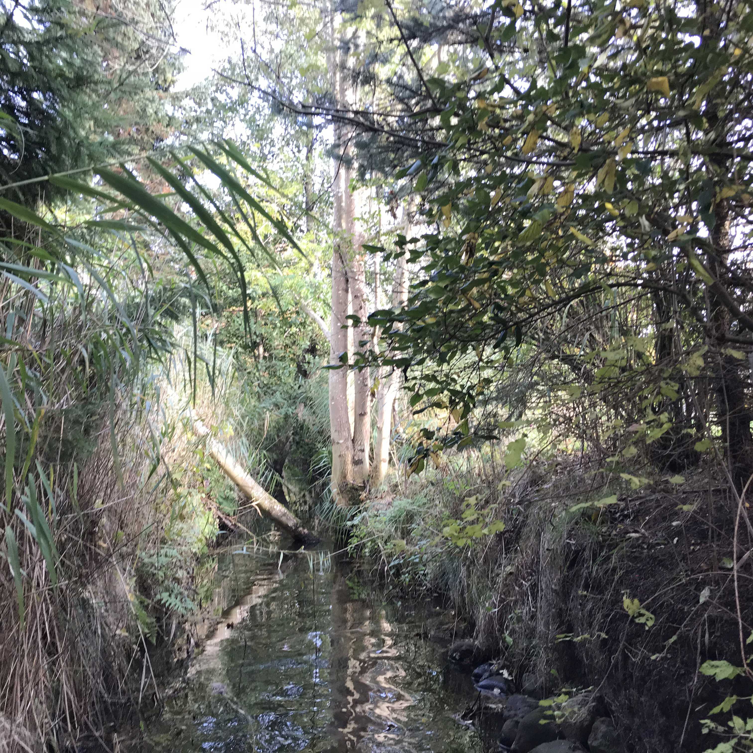 Et vandløb med træer på kanten. Det ene træ hælder ud over vandløbet.