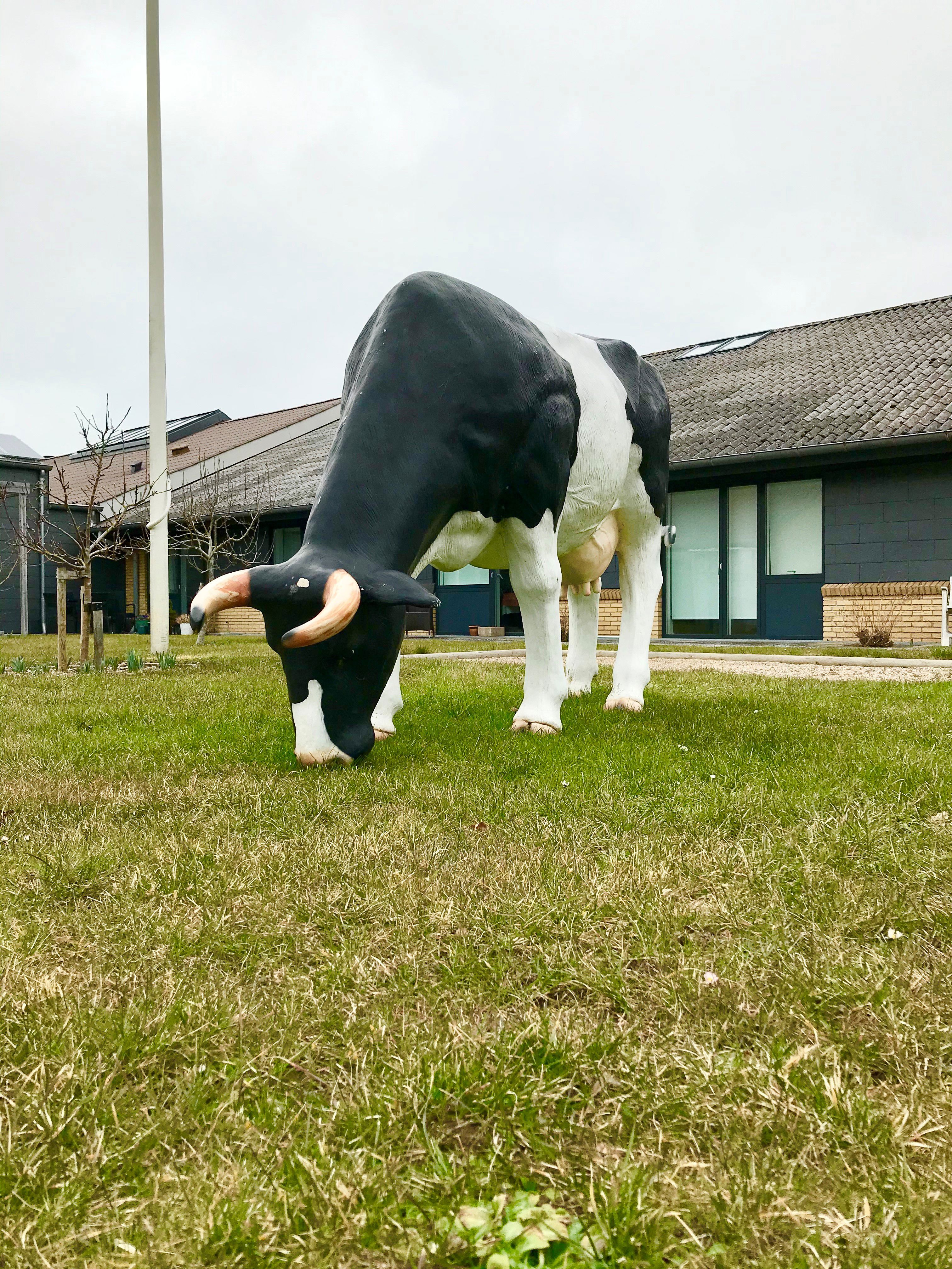 Ko
