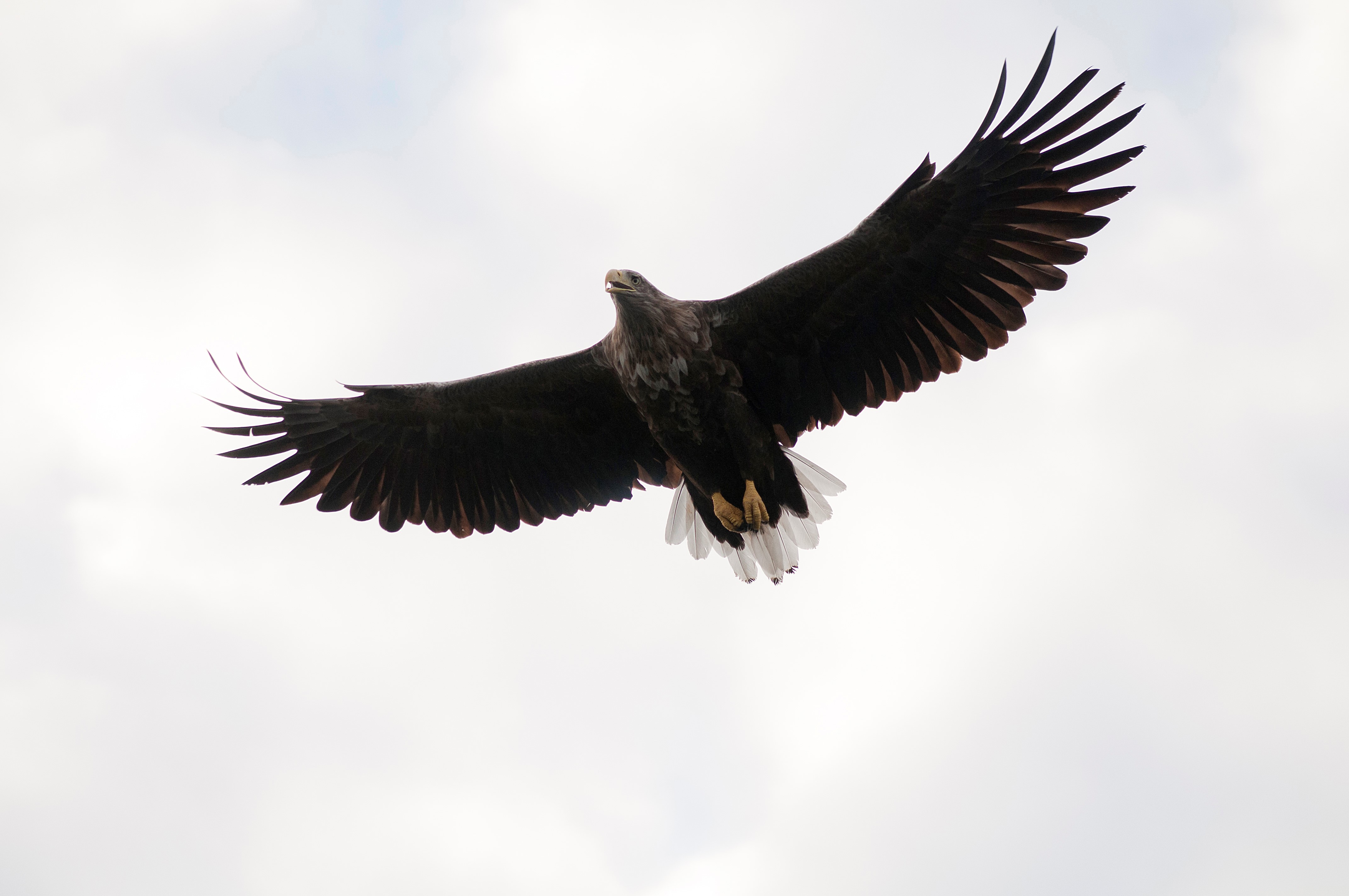 En flyvende havørn er et af de mest imponerende syn i dansk natur
