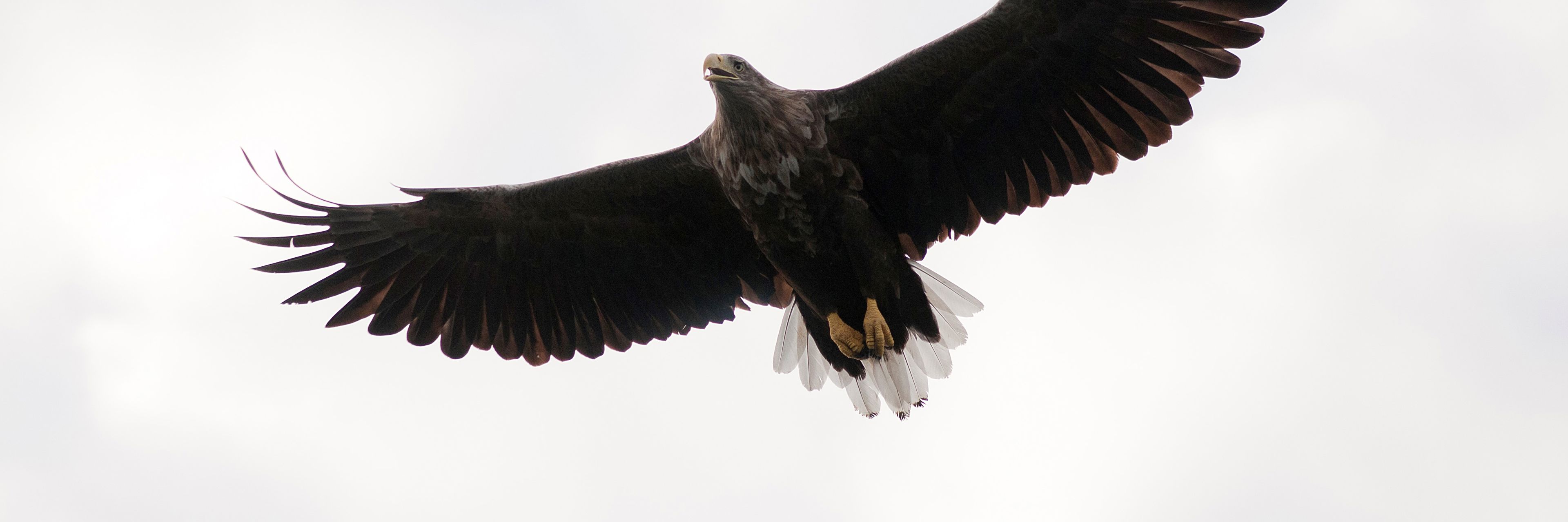 En flyvende havørn er et af de mest imponerende syn i dansk natur