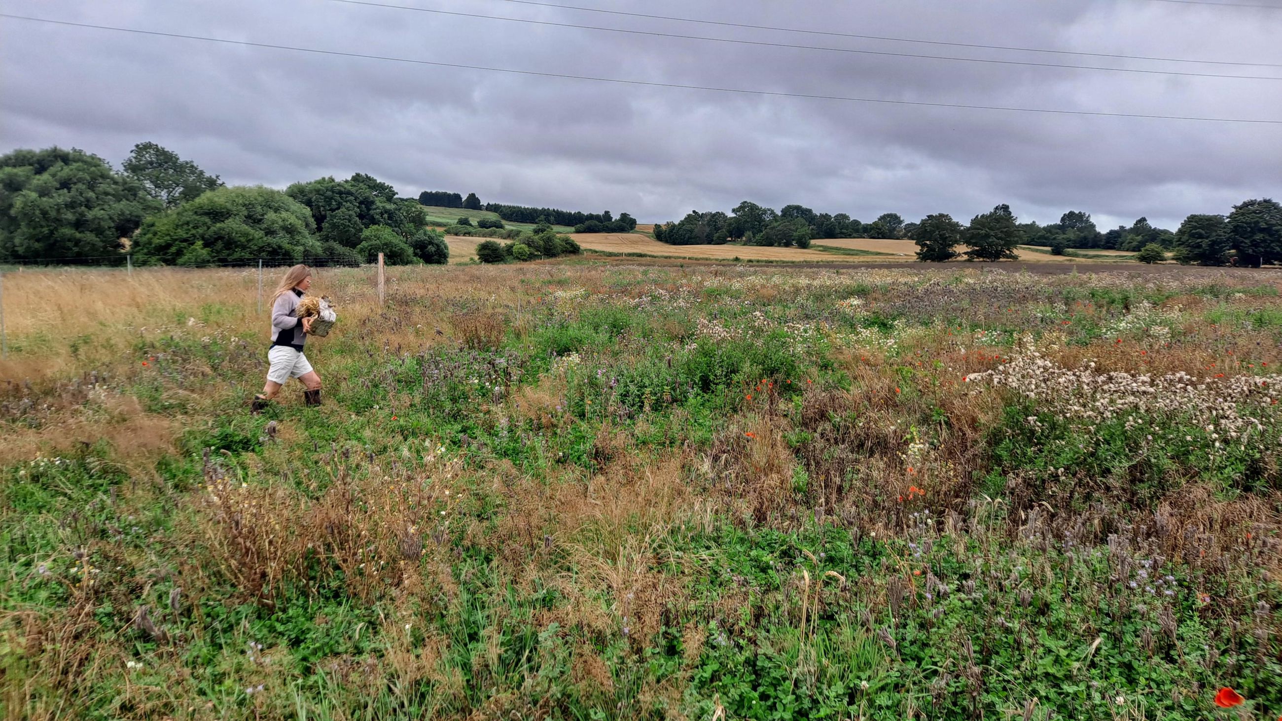 Skovgros areal ved Nyrup vandværk