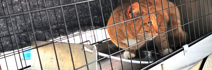 Vild kat fanget i en fælde