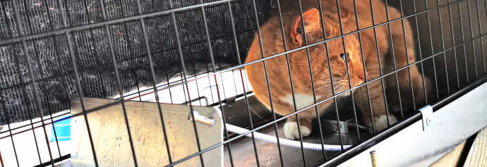 Vild kat fanget i en fælde