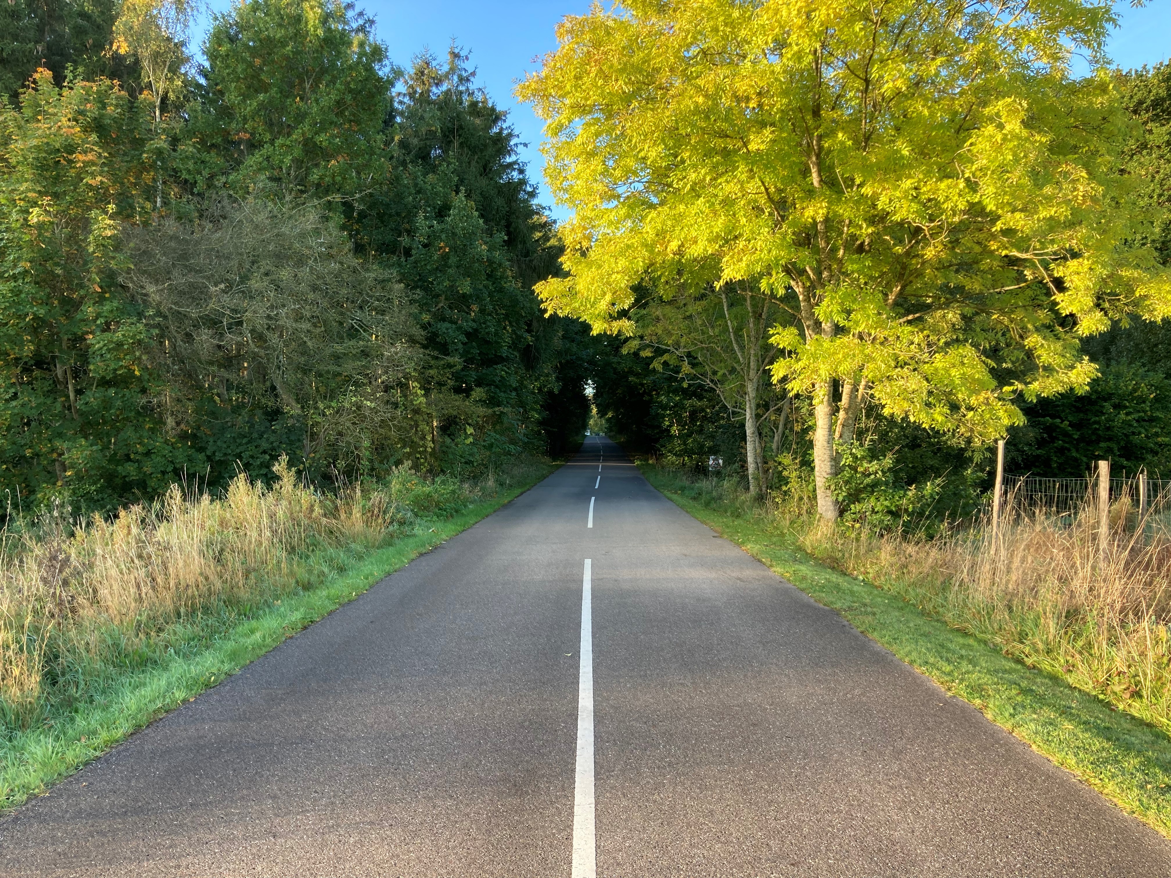 Hestehavevej der fører blikket ind gennem sammenslutning af mørkegrønne træer med lysegrønt asketræ i forgrunden