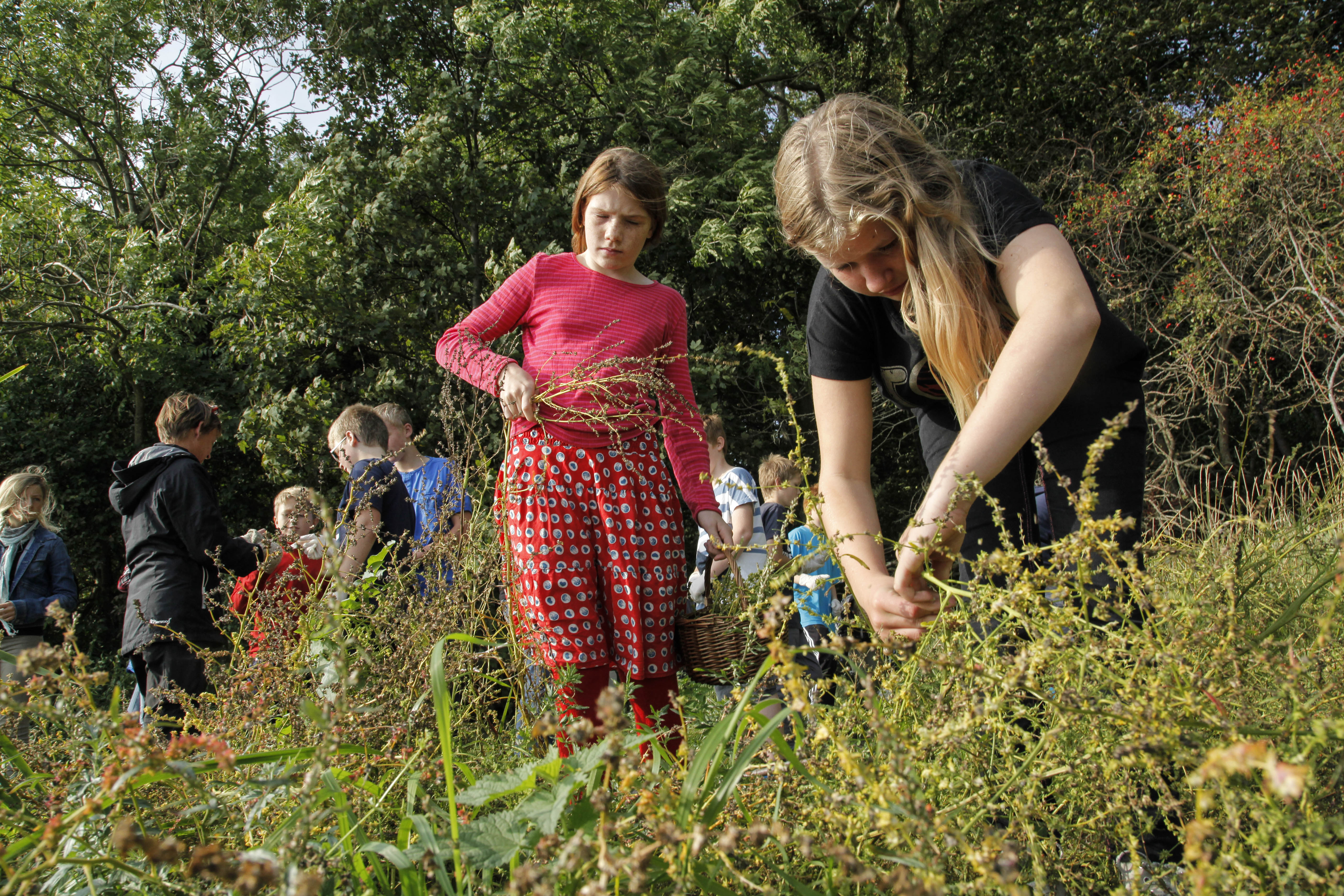 Børn sanker urter i naturen