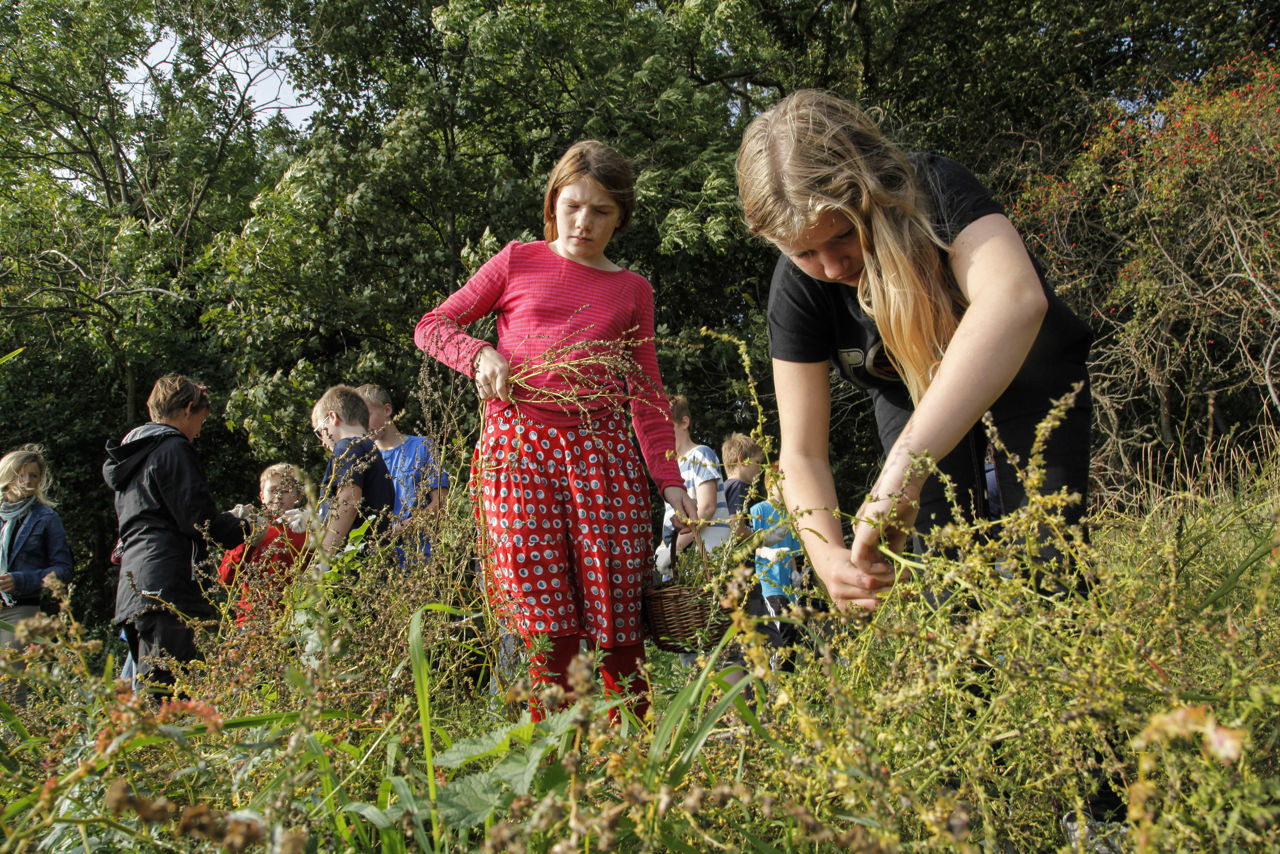 Børn sanker urter i naturen