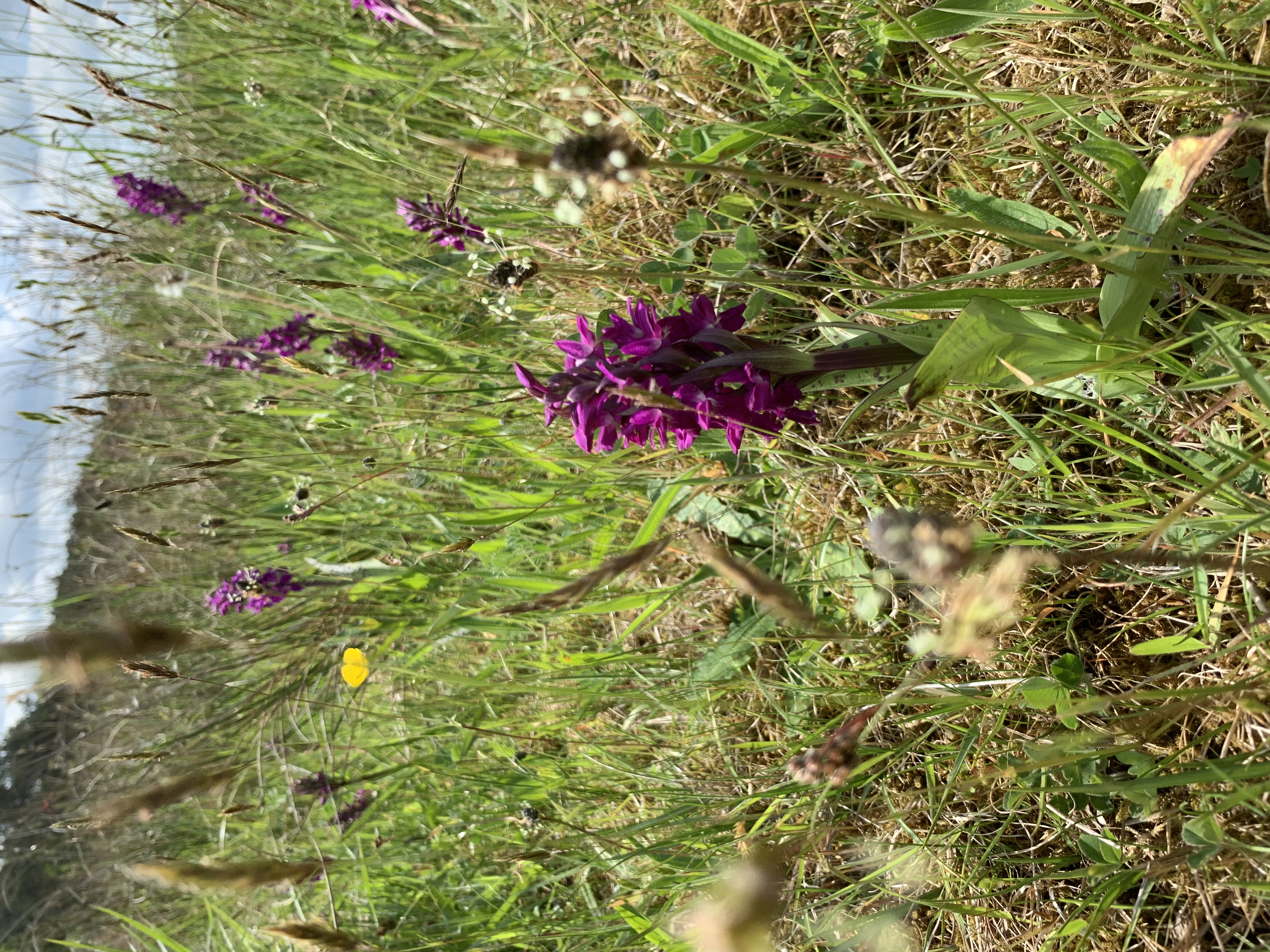 Eksempel på beskyttet natur