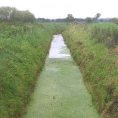 Et vandløb med udyrkede bræmmer langs begge sider.