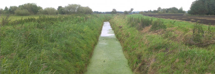 Et vandløb med udyrkede bræmmer langs begge sider.