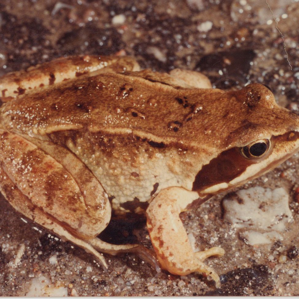 Spidssnudet frø