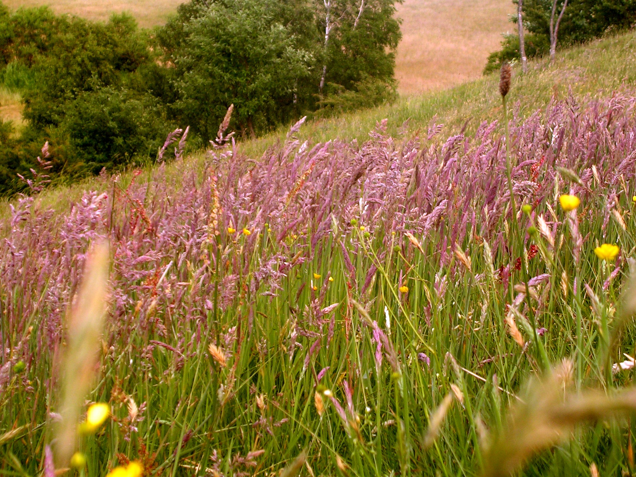 Fløjlsgræs På Disbjerg