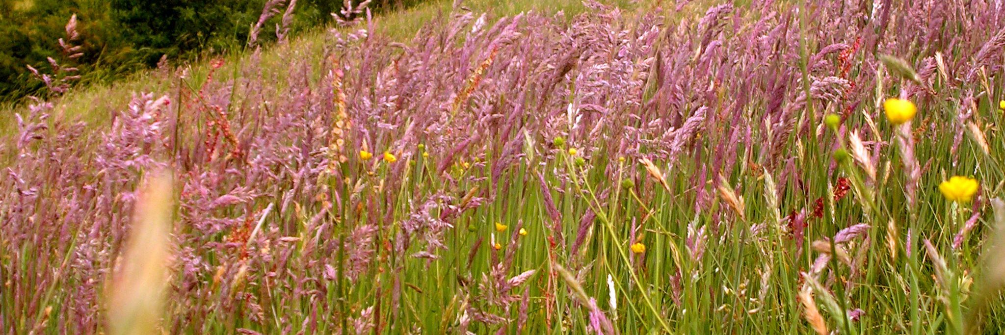 Fløjlsgræs På Disbjerg