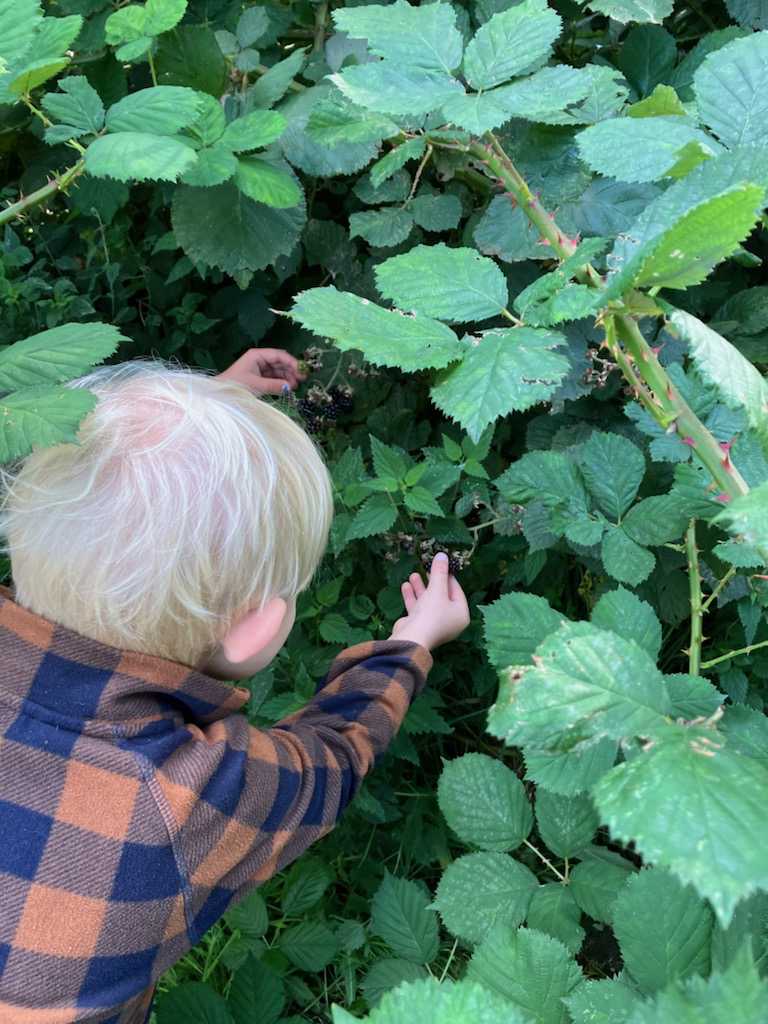 Barn der plukker brombær i skoven