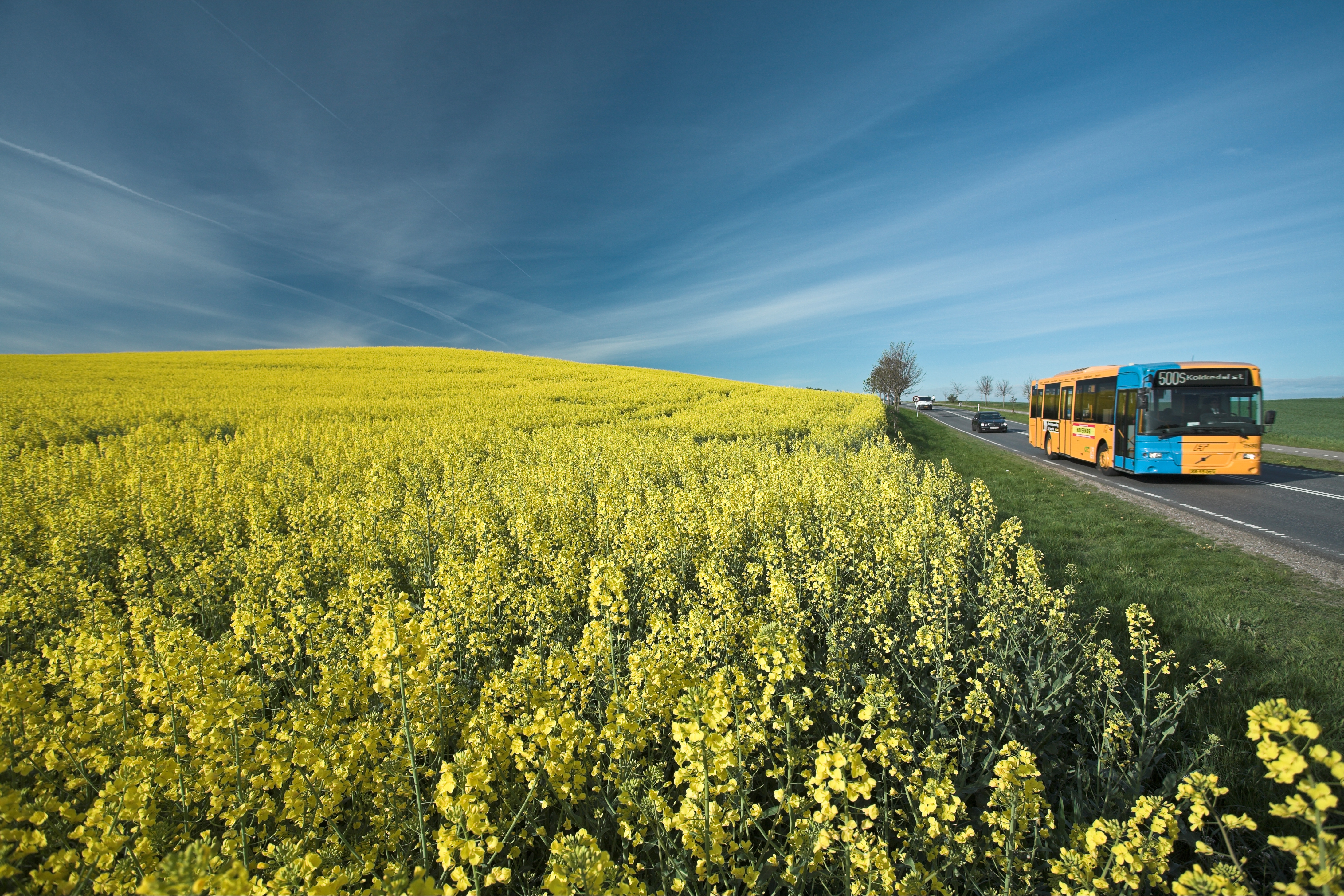 Bus kører på hovedvej langs strålende gul rapsmark og med mørkeblå himmel - måske er der torden på vej