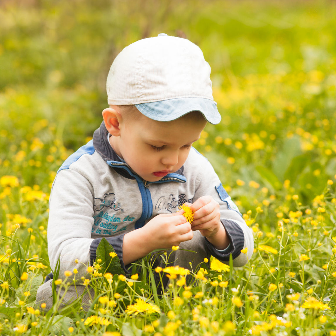Lille dreng i mark med mælkebøtter