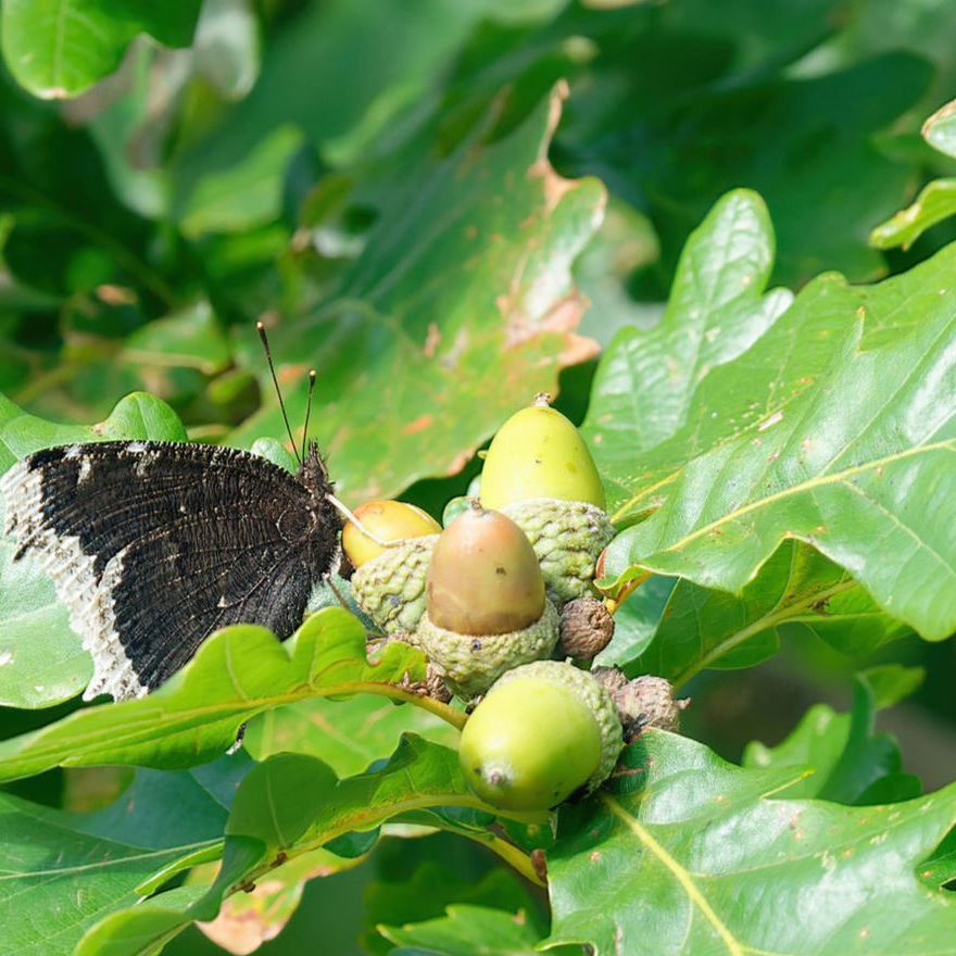 Eg med sommerfuglen Sørgekåbe