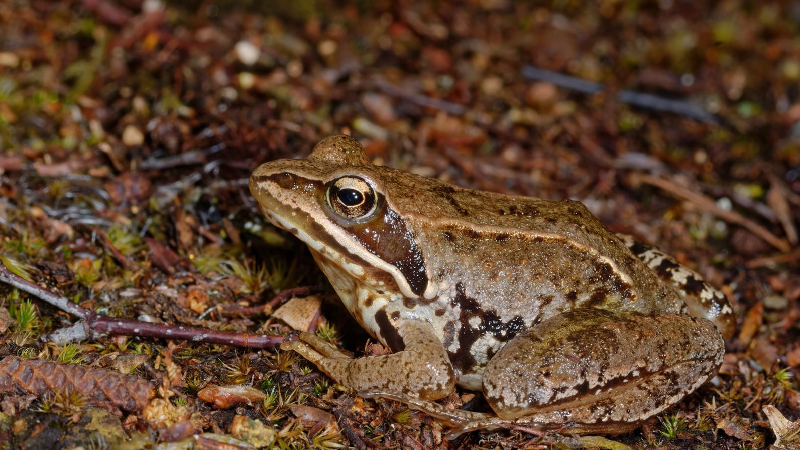 Spidssnudet frø